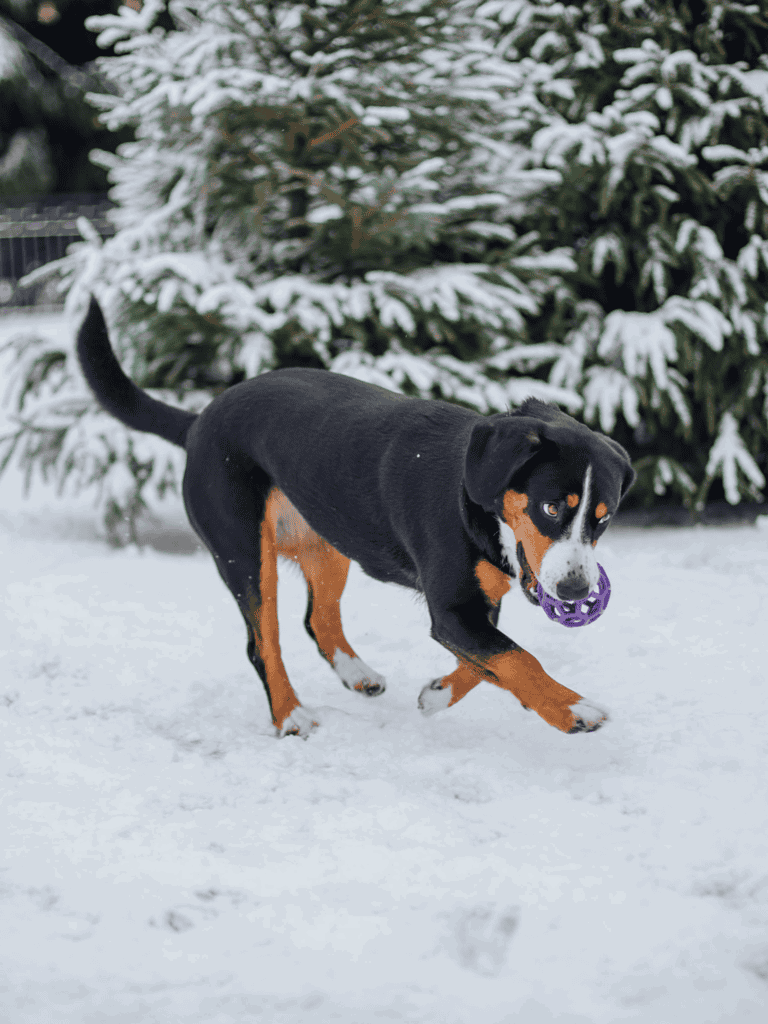 Temperament & Intelligence Of The Entlebucher Mountain Dog
