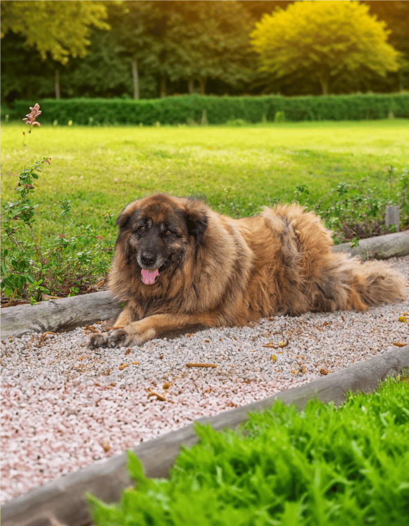 Temperament & Intelligence Of The Estrela Mountain Dog