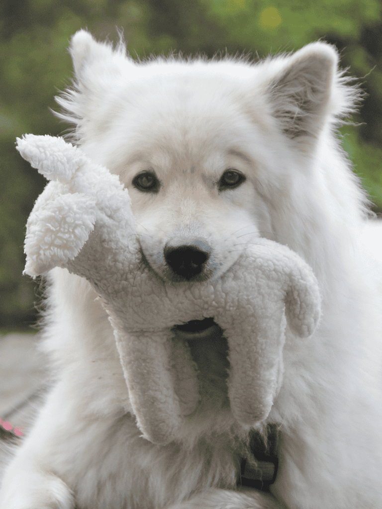 Temperament & Intelligence Of The Eurasier