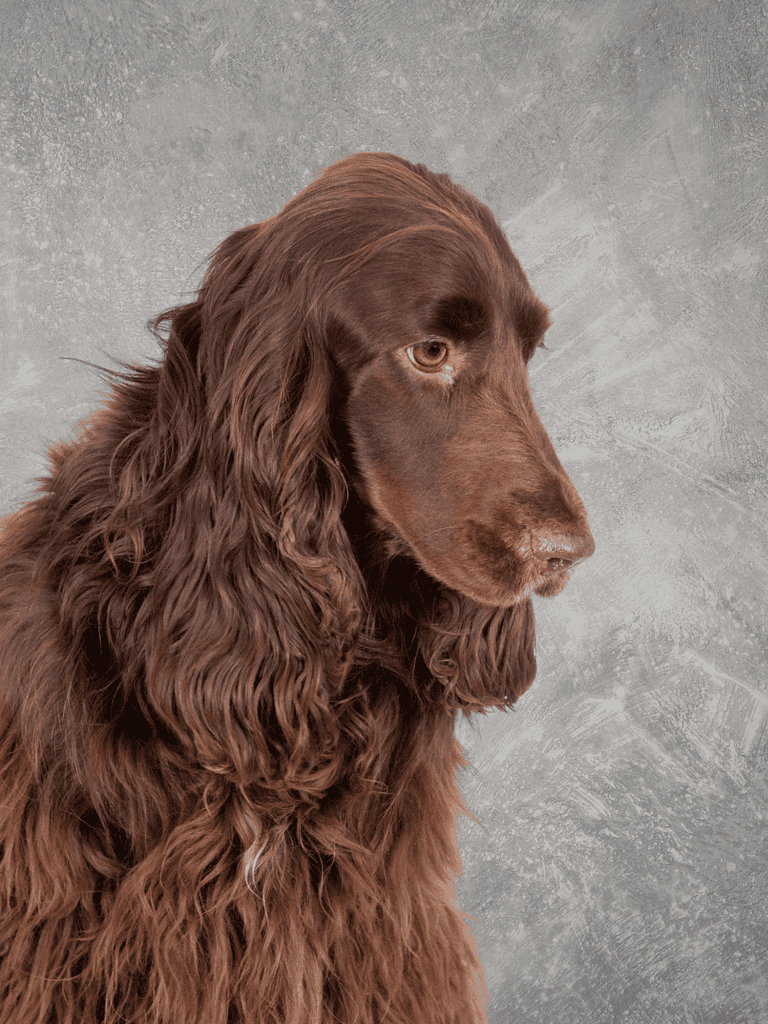 High-quality image of a long-haired dog in a scenic outdoor setting at sunset.