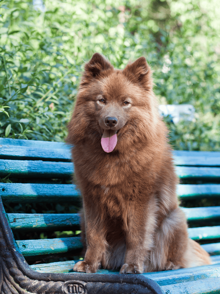 Temperament & Intelligence Of The Finnish Lapphund
