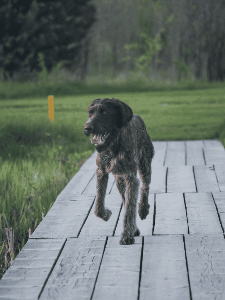 Dogfix.com dog training and behavior improvement.