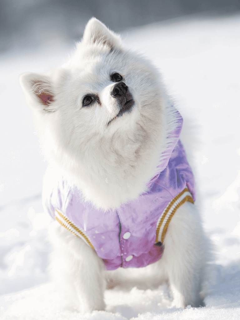 Adorable fluffy white dog wearing a purple winter jacket outdoors in snow.