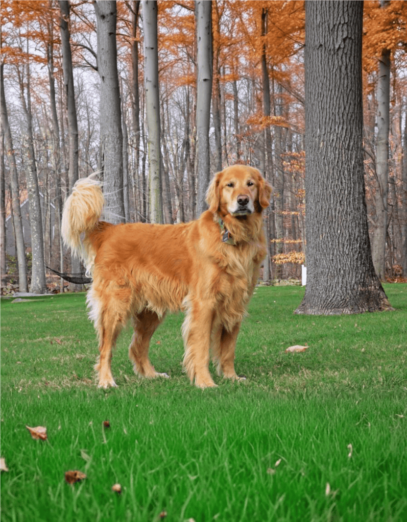 Temperament & Intelligence Of The Golden Retriever