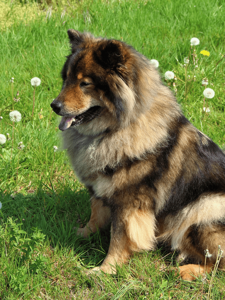 The AKC doesn’t officially recognize Eurasiers