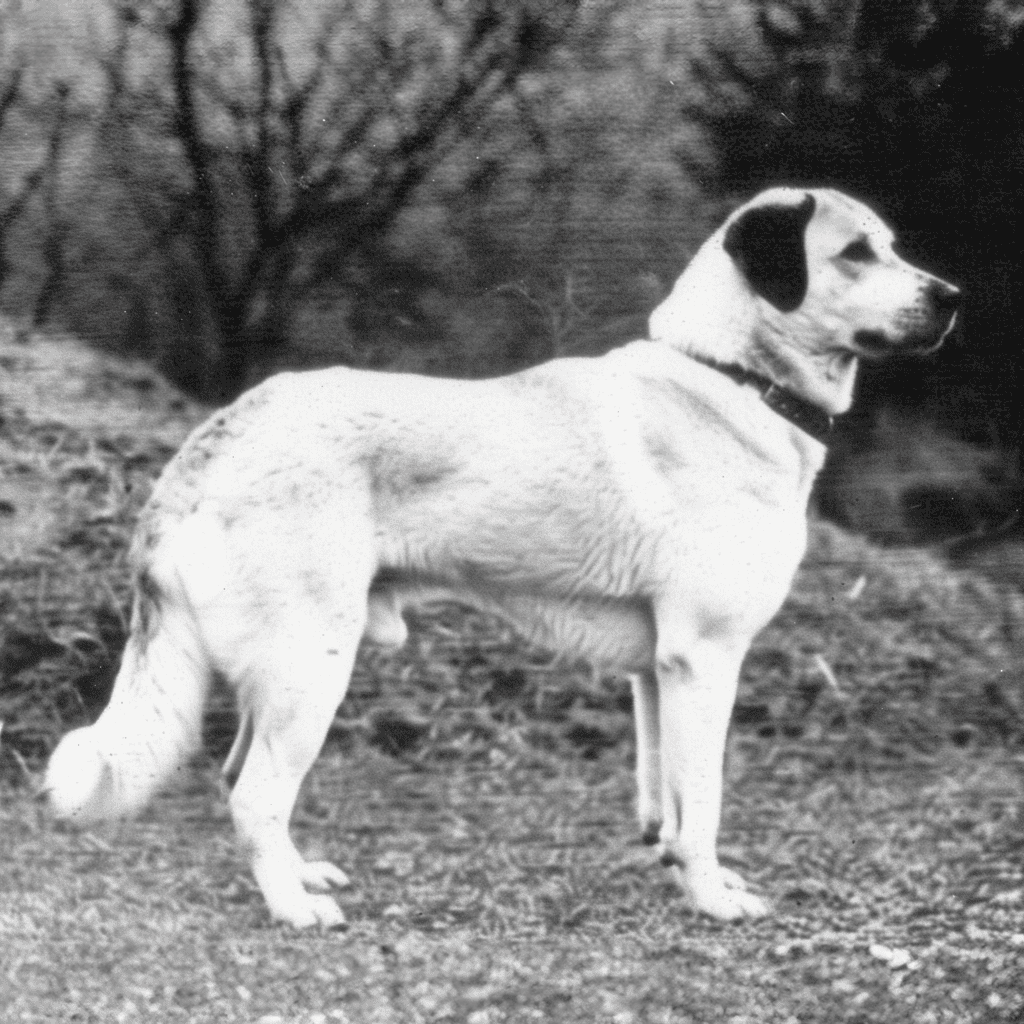 Dog sitting outside in a rural setting, capturing a peaceful and natural moment in black and white.