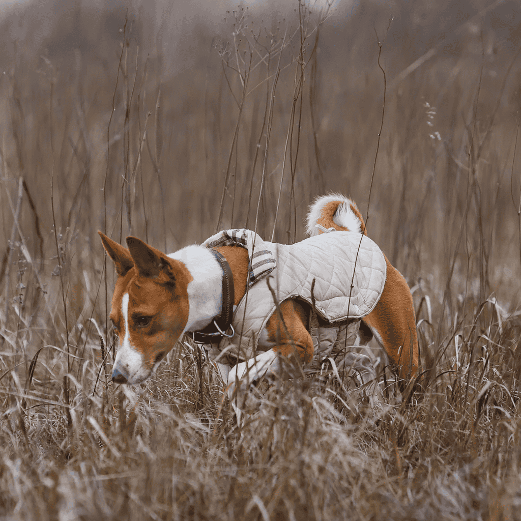 Close-up of a dog wearing a quilted harness in a natural outdoor setting.