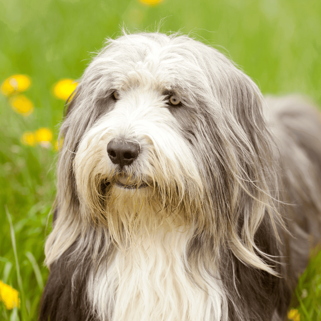 Close-up of a Bearded Collie with long, flowing fur and expressive eyes.