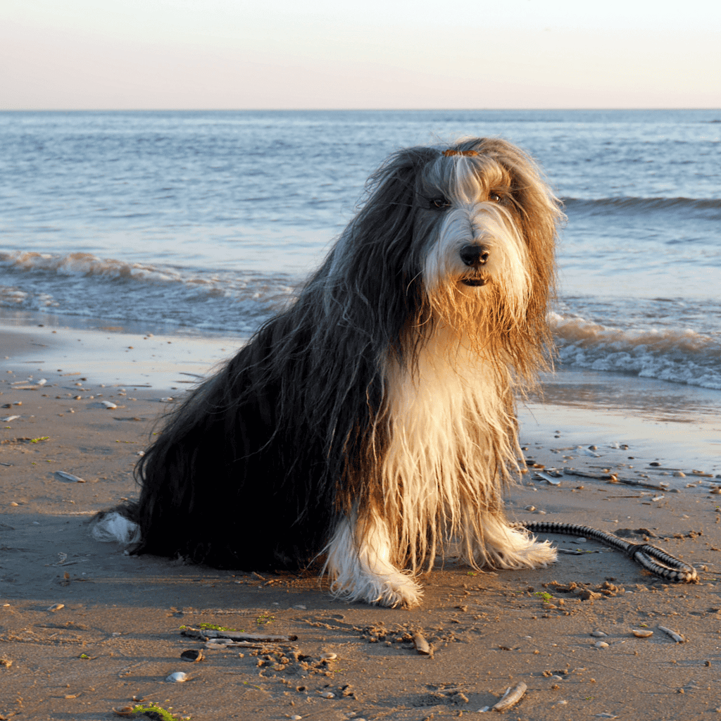Cute dog relaxing on sandy beach near ocean at sunrise, showing happiness and companionship.