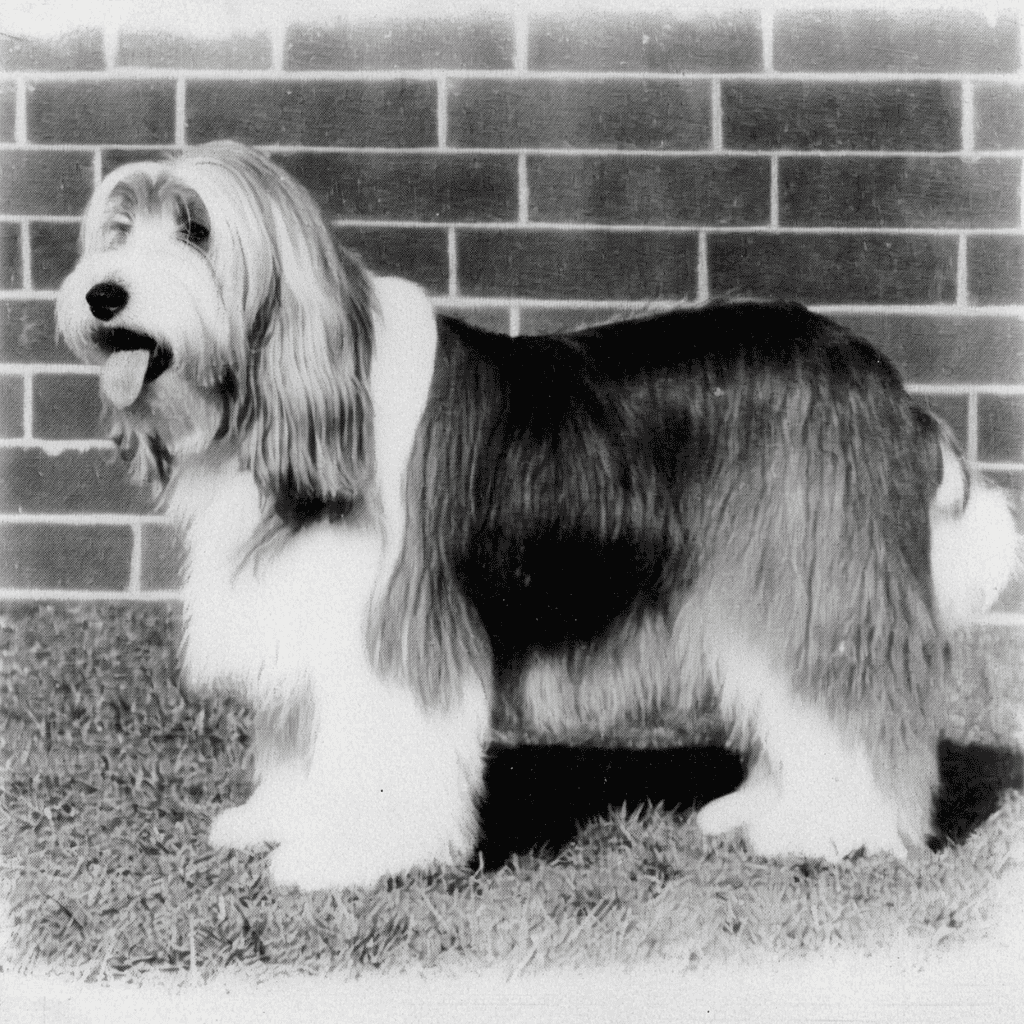 The Bearded Collie is an ancient breed.