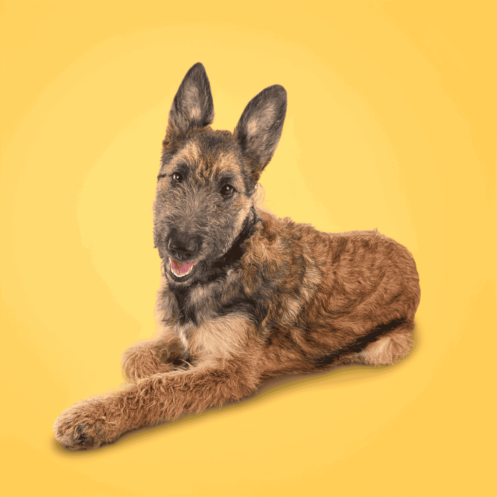 Adorable Belgian Malinois puppy with fluffy, curly coat resting on vibrant yellow backdrop.