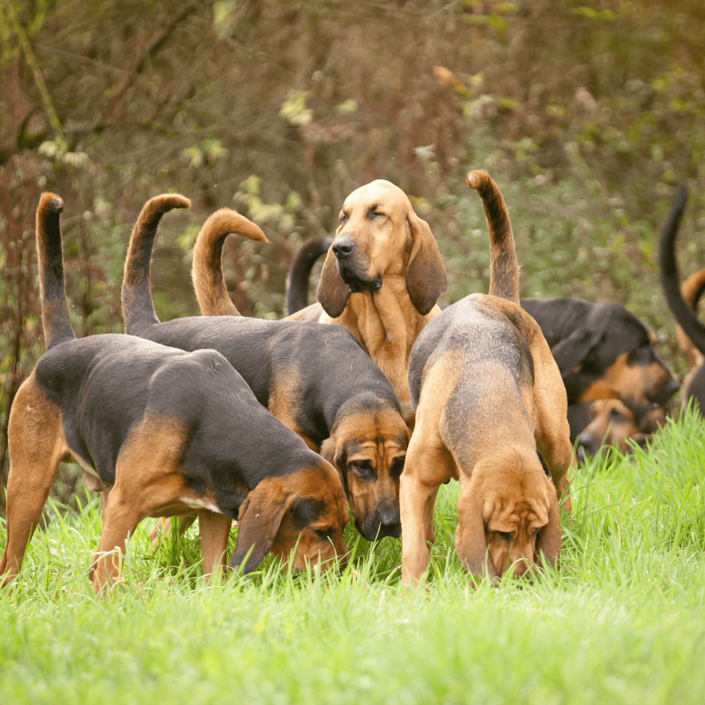The Bloodhound’s Sniffing Abilities Are Unmatched
