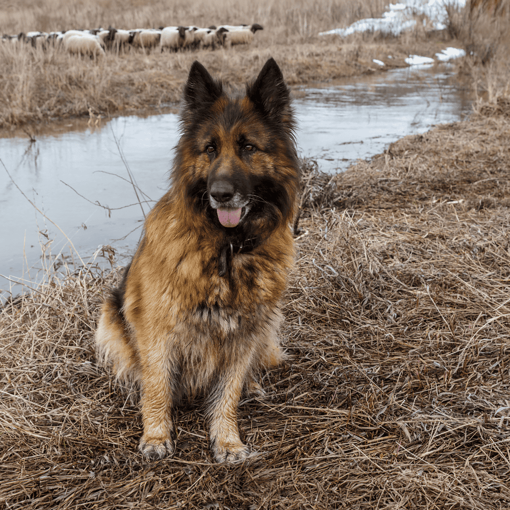 The Bohemian Shepherd Is Versatile