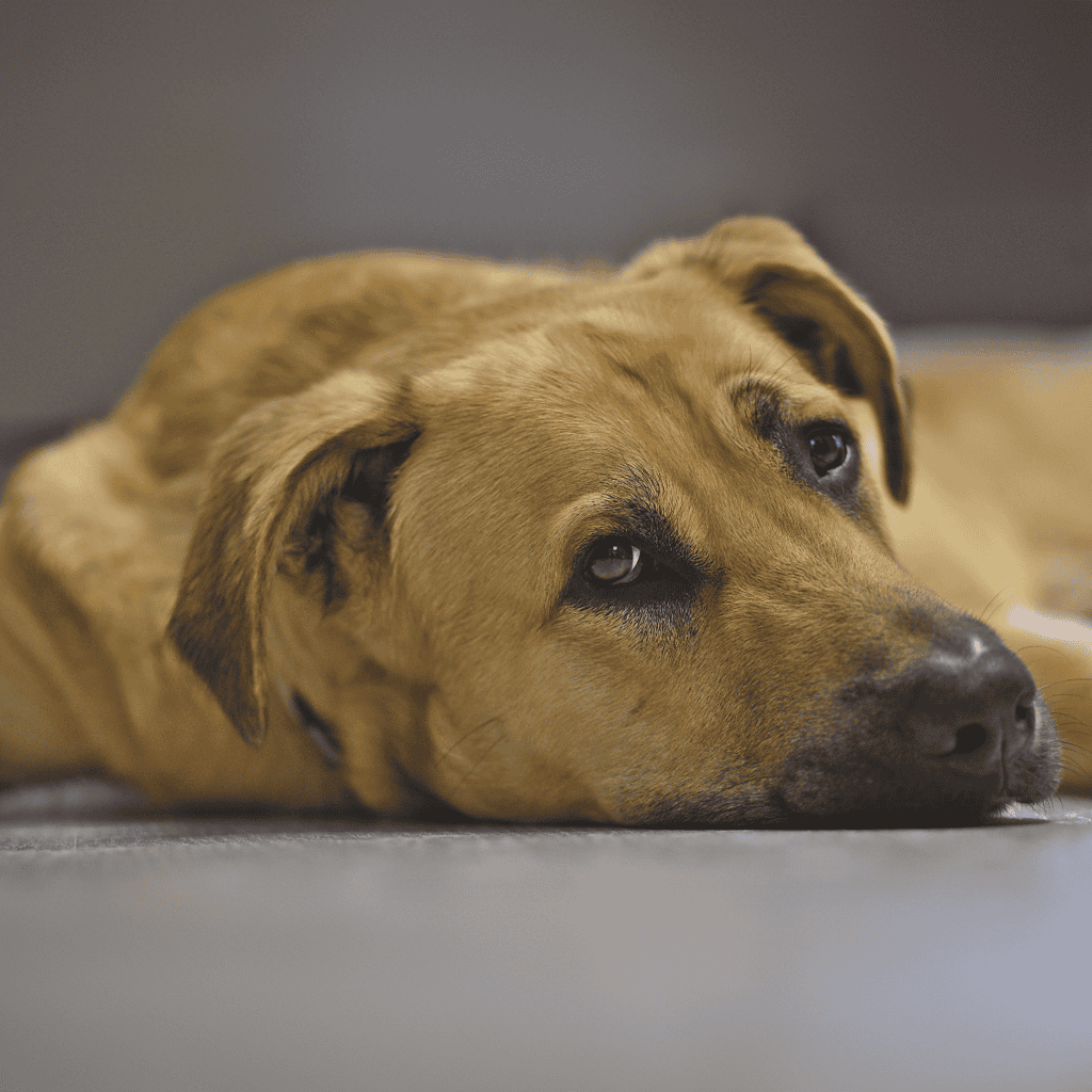 The Broholmer Has Different Names