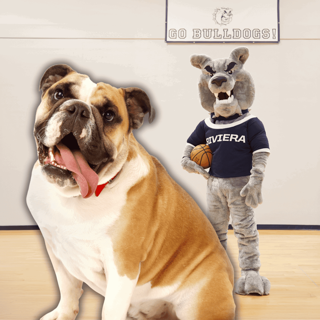 The Bulldog Is the Most Popular Dog Mascot