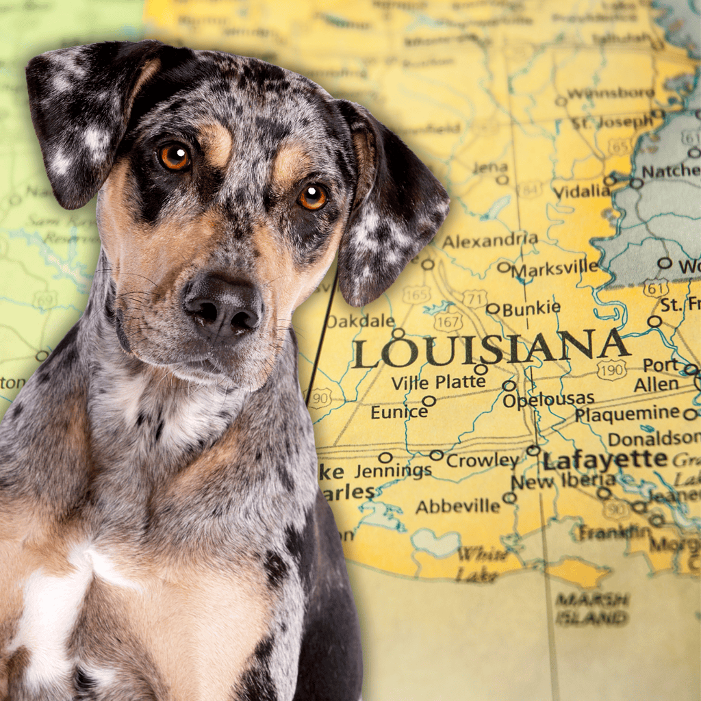 Adopt a dog in Louisiana | Dog rescue services in the state.