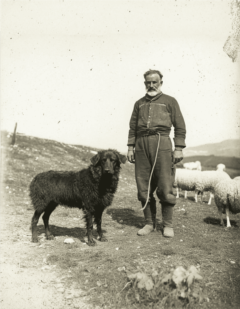 The Croatian Sheepdog is an Ancient Breed