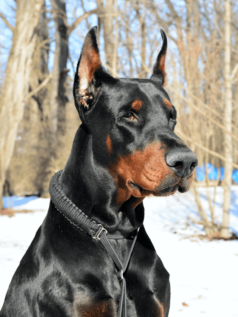 The Doberman’s ears and tail are cropped and docked for a reason