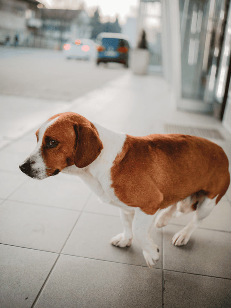 The Drever is Sweden's Most Popular Dog Breed