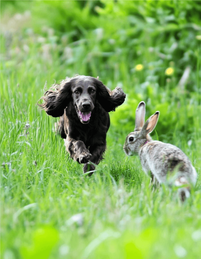 The Name “Field Spaniel” Comes from Hunting Hares