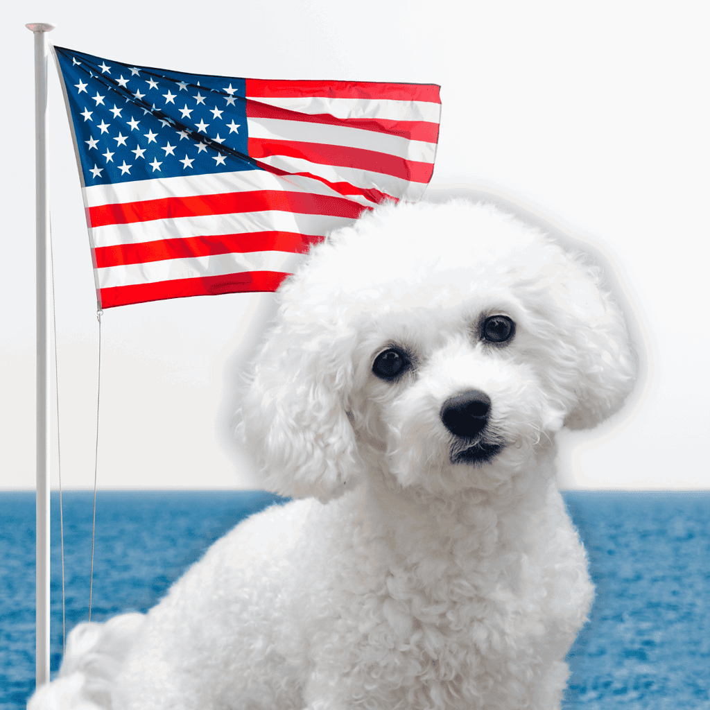 The US only got the Bichon Frise in the '50s