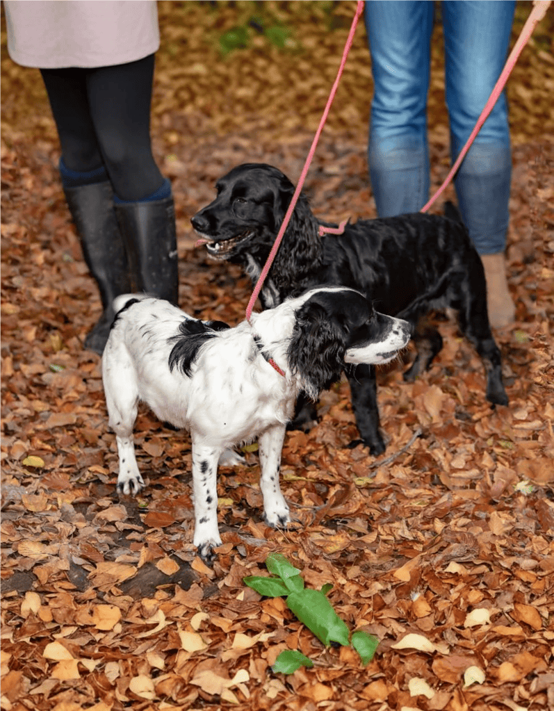 There Are Two Types of Springers Bench and Field