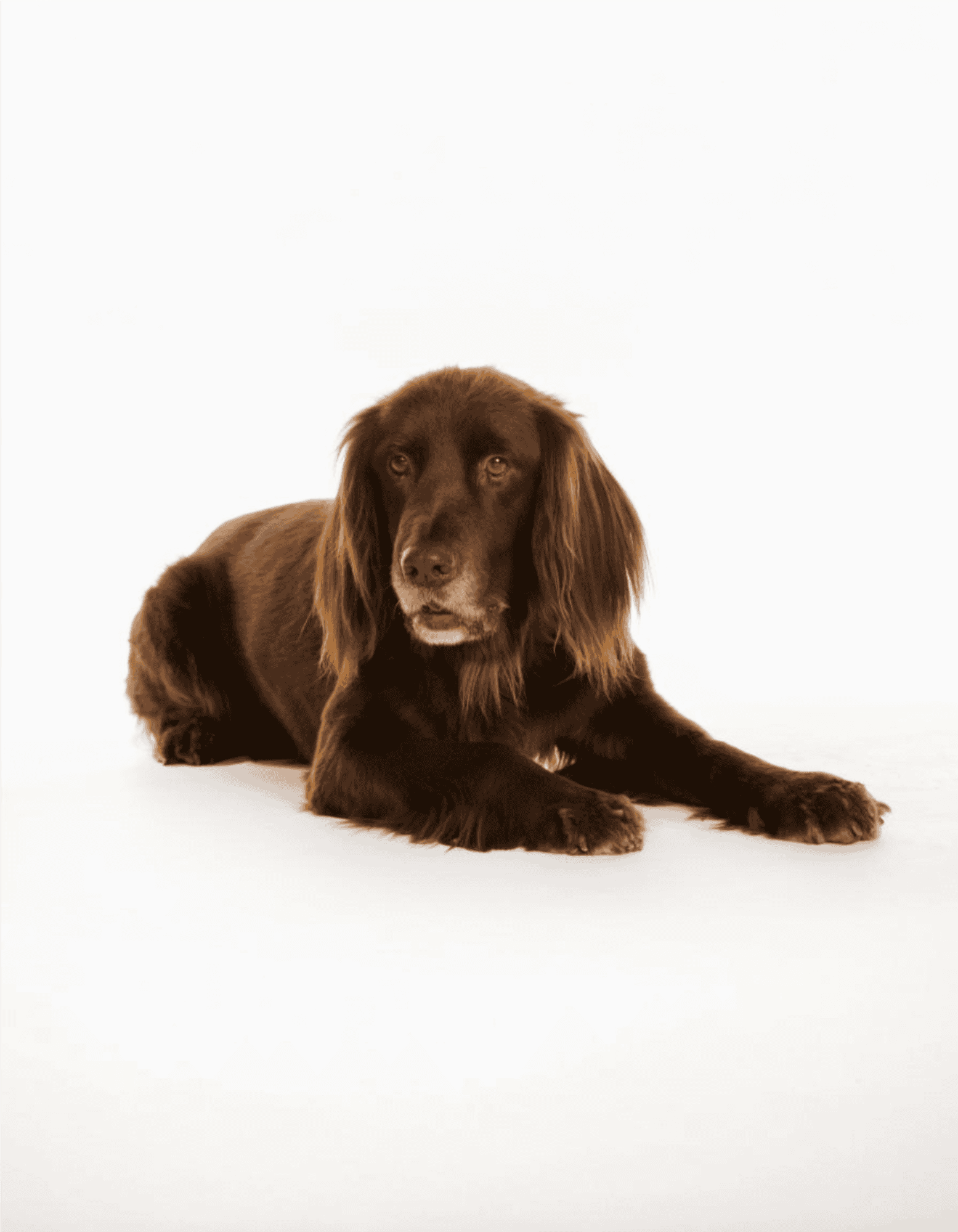 Dog lying on a white background with a relaxed pose and shiny brown coat.