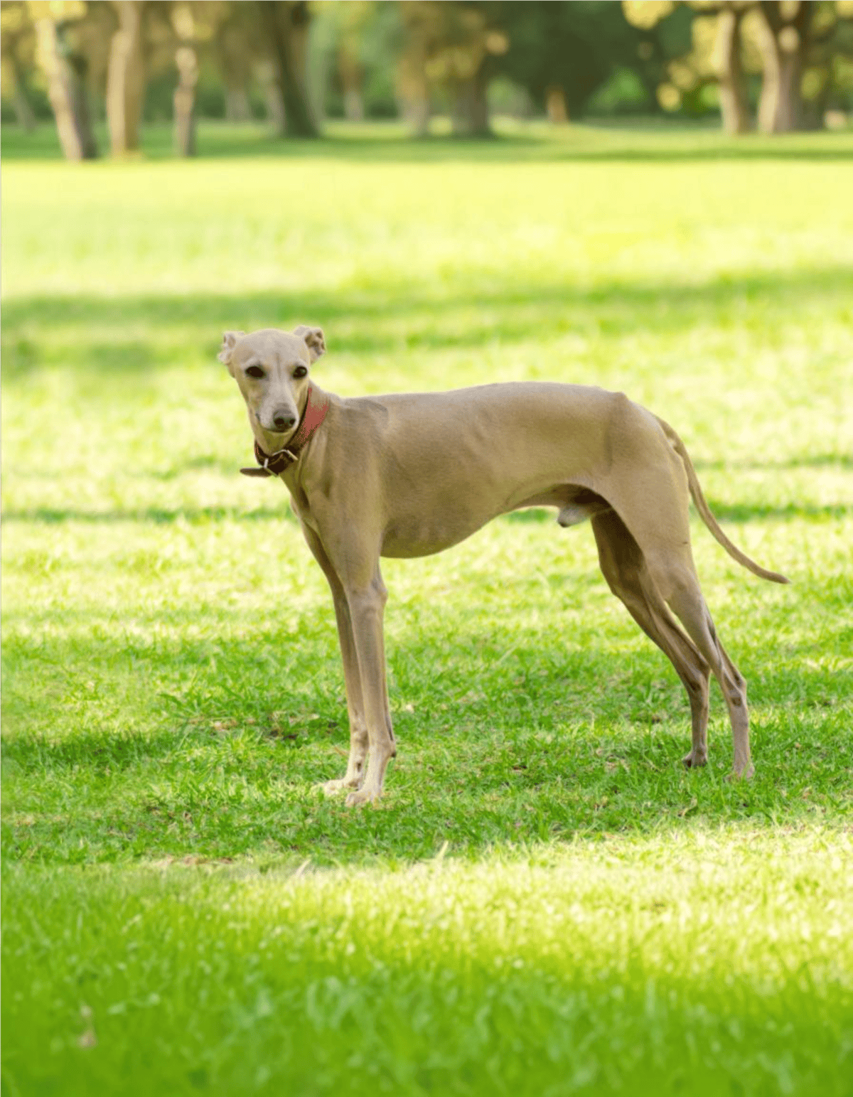 Dog on green grass in park, showcasing dog walk and outdoor pet care services.