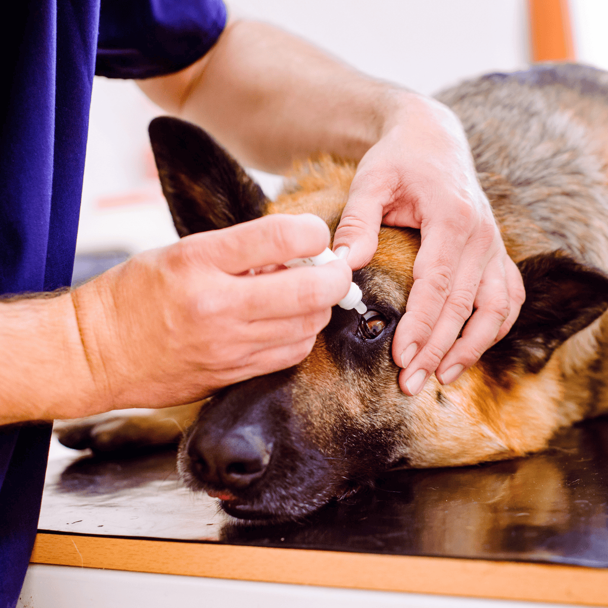 Dog eye medication being given by vet for eye health and treatment.