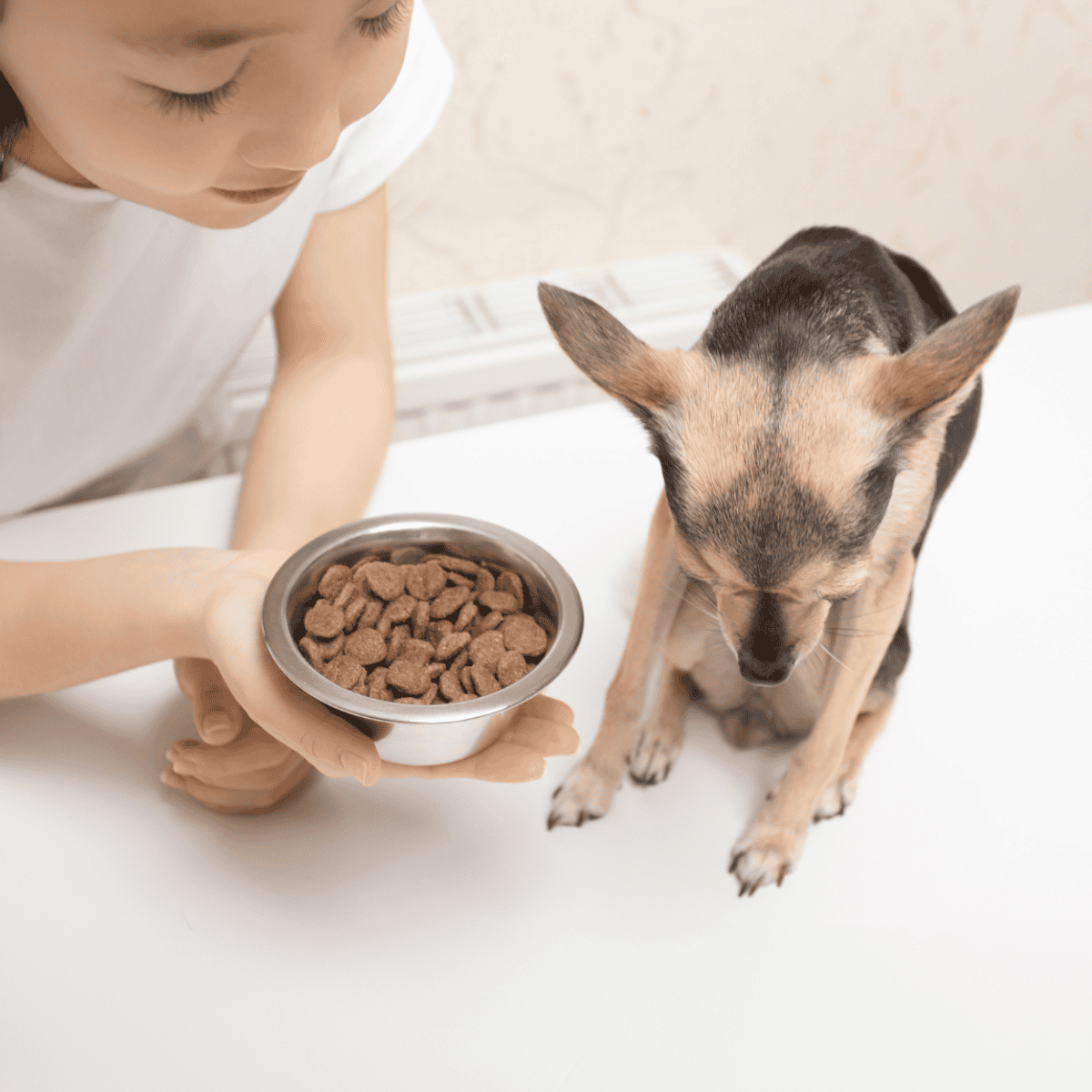 High-quality dog food delivery service for healthy pets.