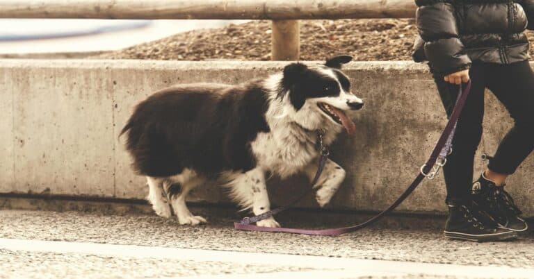 Happy Border Collie on walk with owner by the park.