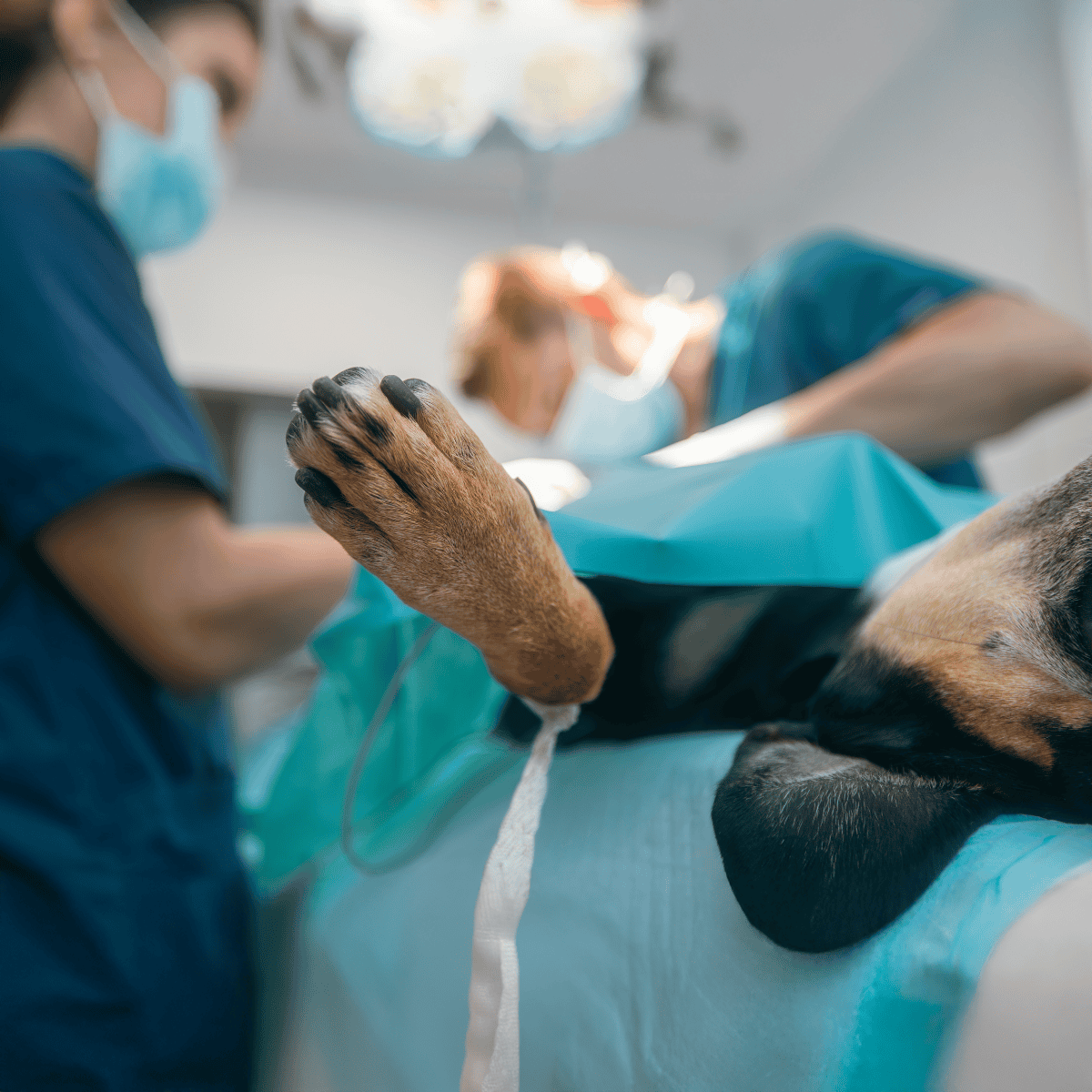 Dog undergoing a veterinary examination, close-up of paw and medical staff in background.