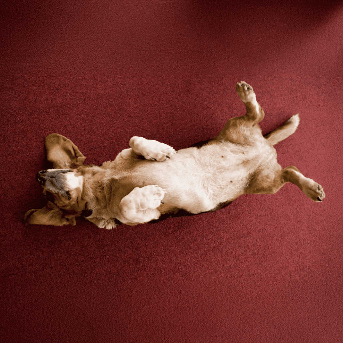 Adorable puppy relaxing on its back on a plush red carpet.