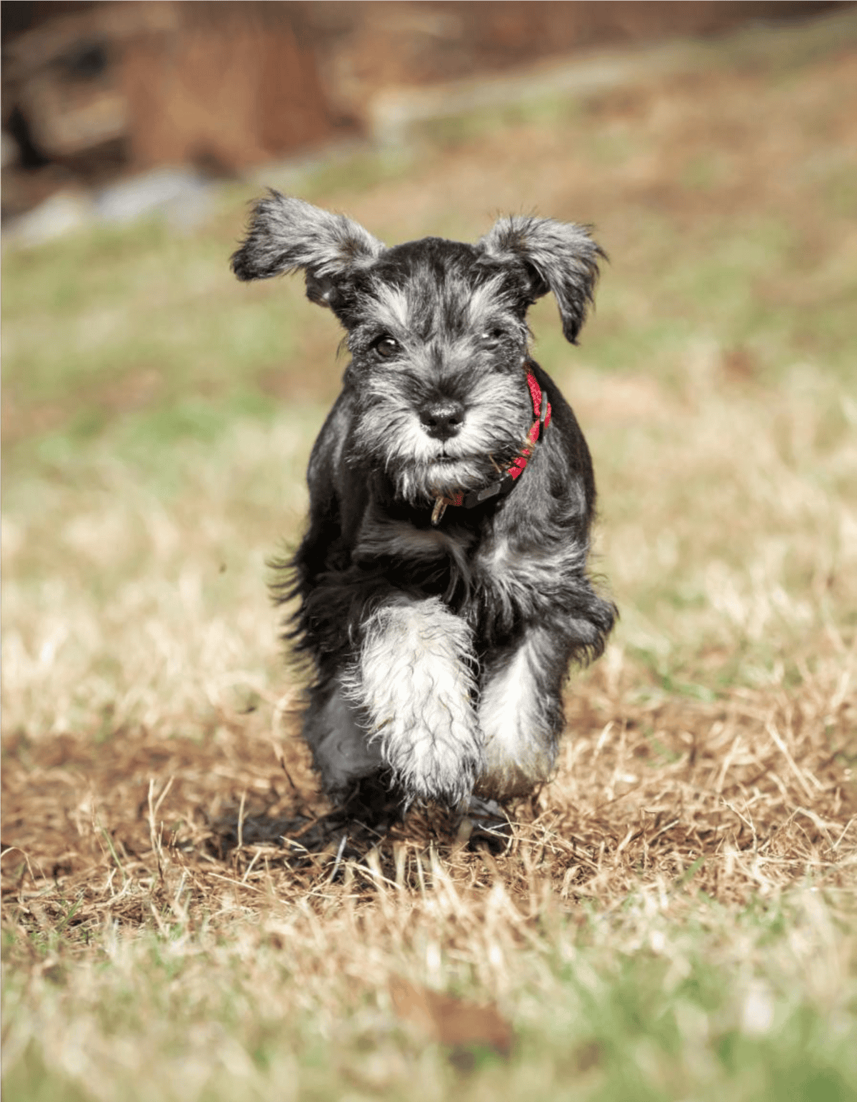 Adorable energetic puppy running on grass, highlighting playful dog behavior and lively pet care.