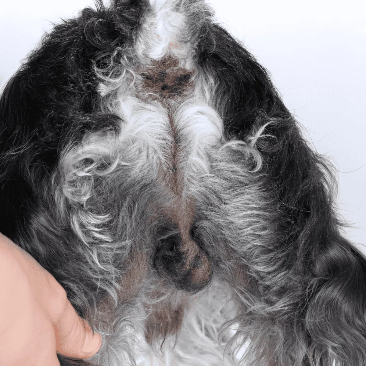 Close-up of senior dog's belly showing skin and fur detail.