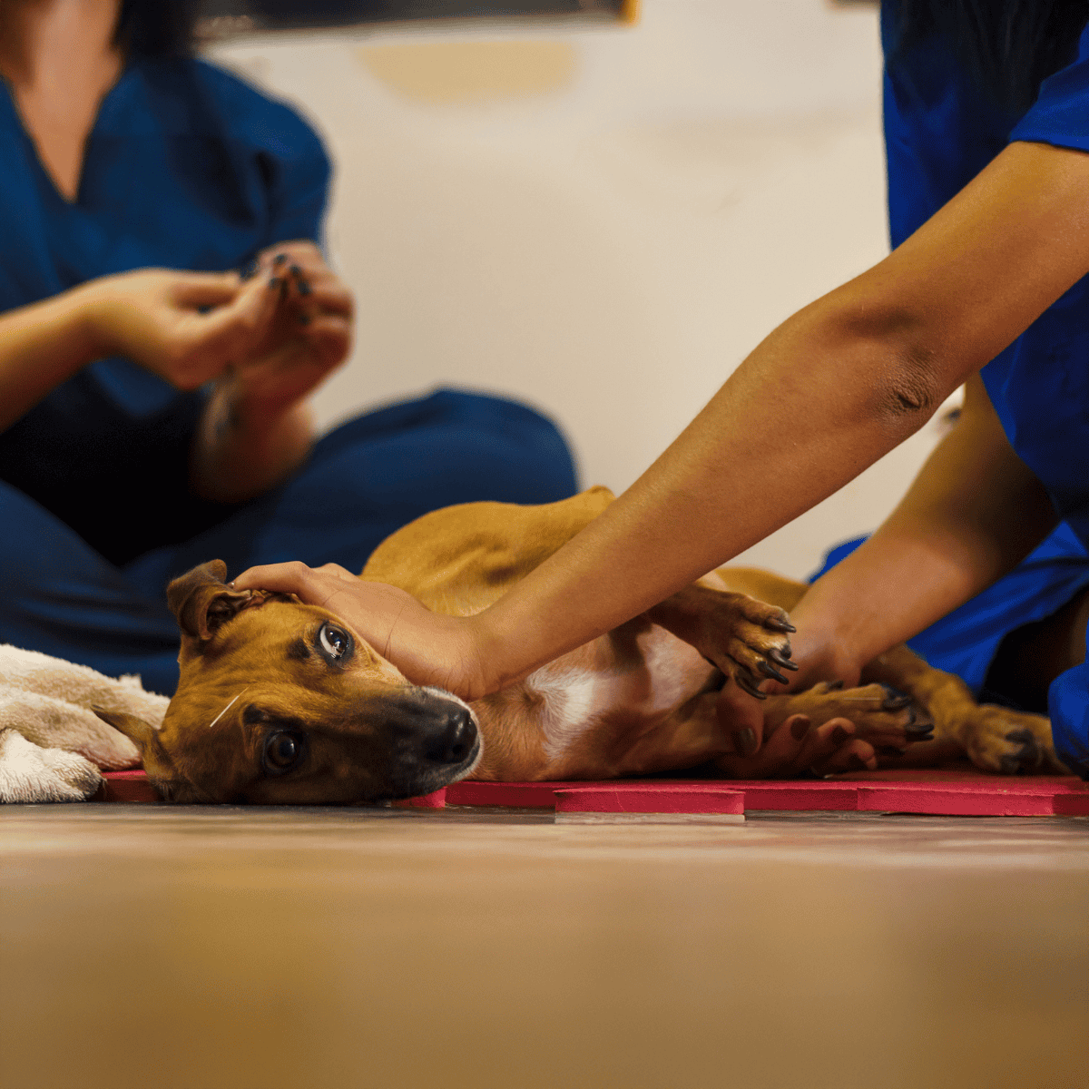 Alt text: Veterinarians examining and treating a dog during a health checkup in a clinic.