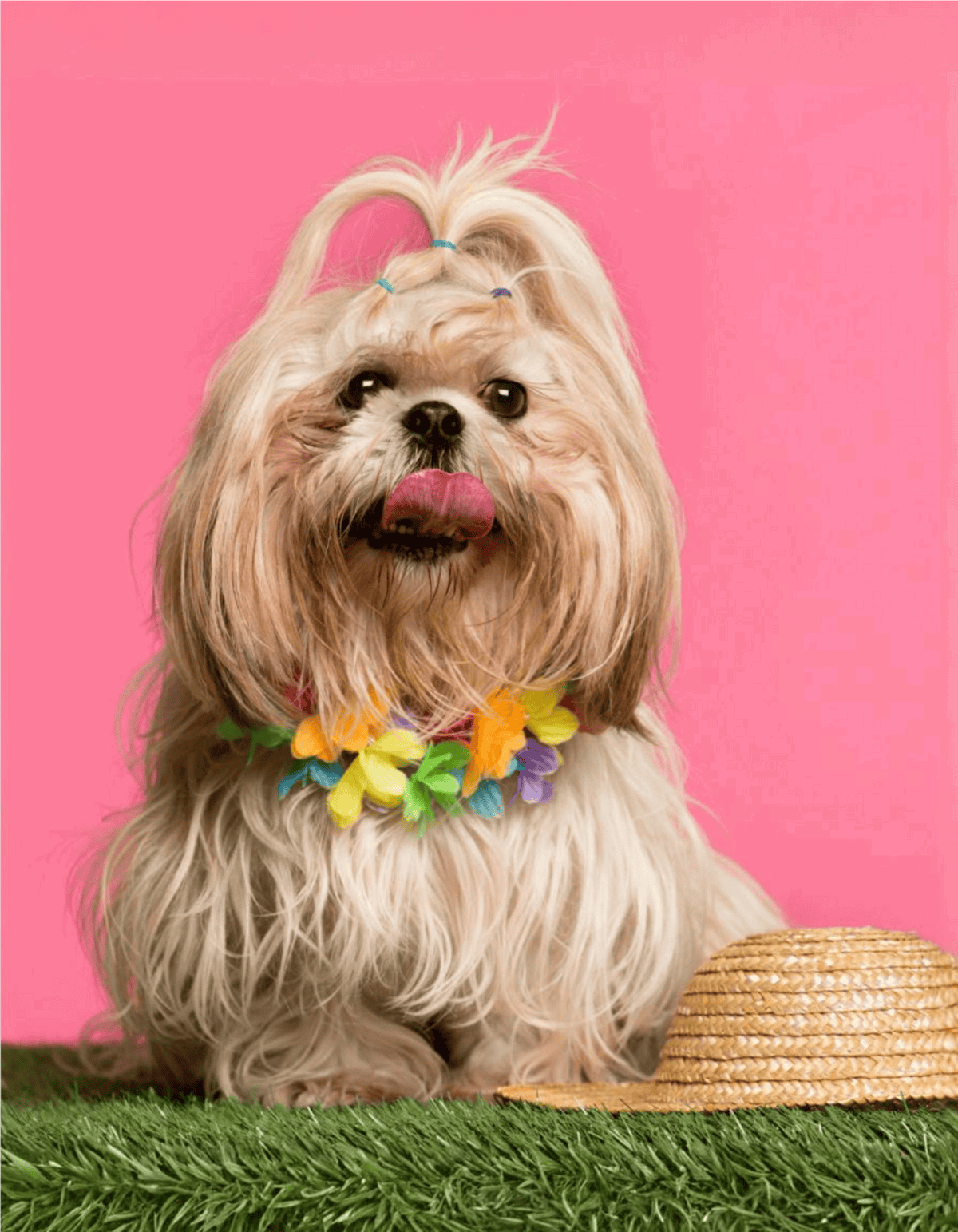 Adorable dog with rainbow lei, hat, and playful expression on vibrant pink background.
