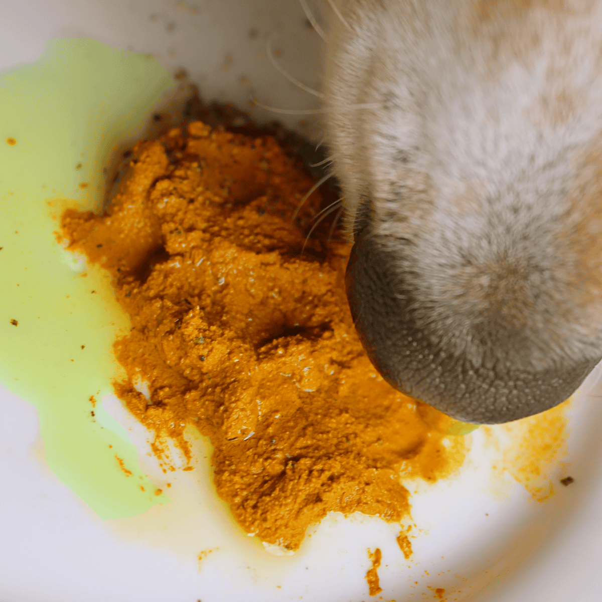 Close-up of a dog's nose sniffing a plate of gourmet dog food.