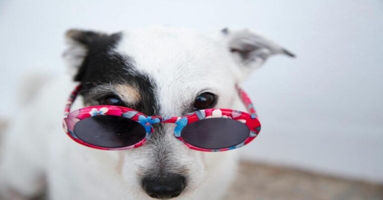 Adorable dog with sunglasses, showcasing pet fashion accessories for stylish and happy dogs.
