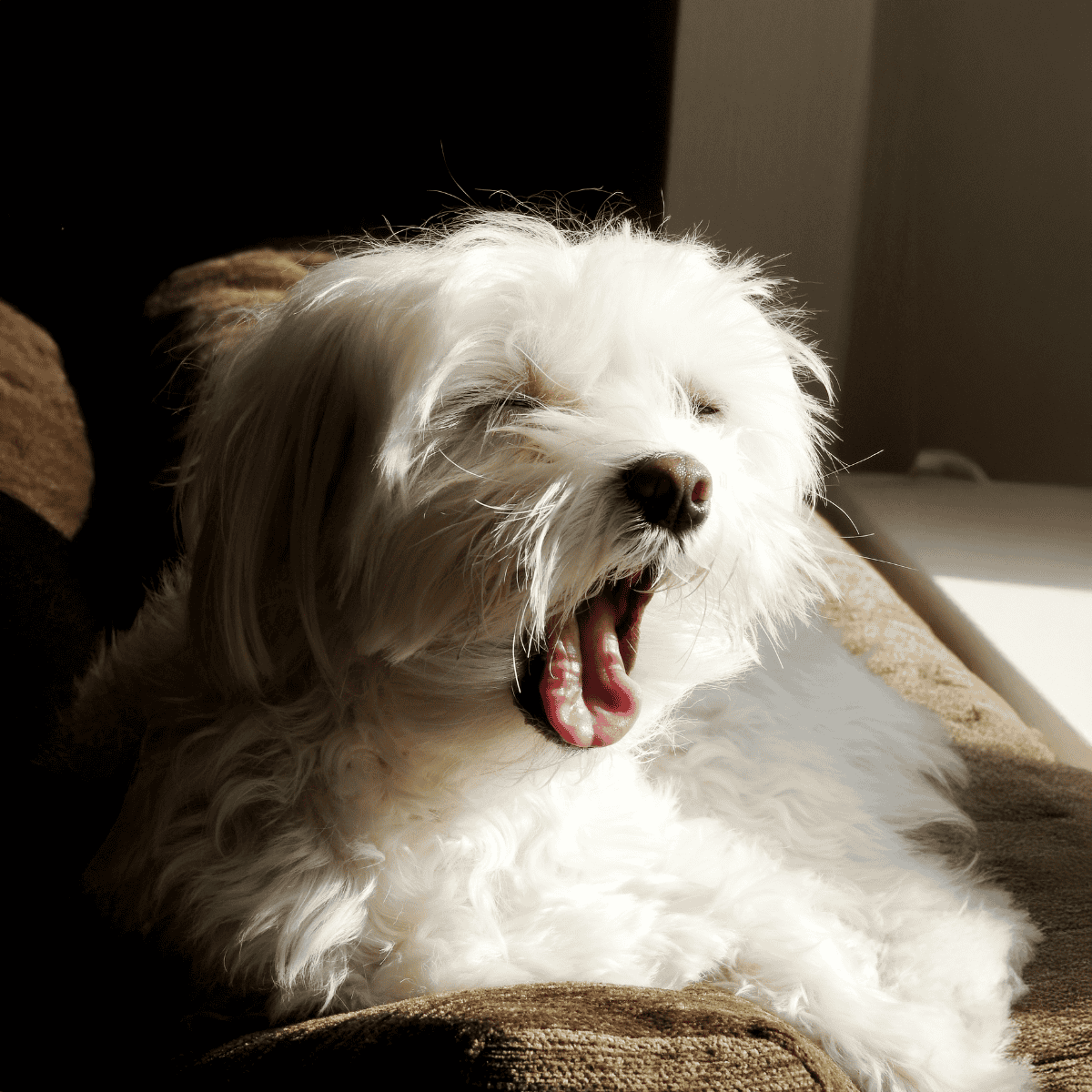 Adorable white dog yawning and relaxing on a cozy blanket, showcasing pet comfort and happiness.