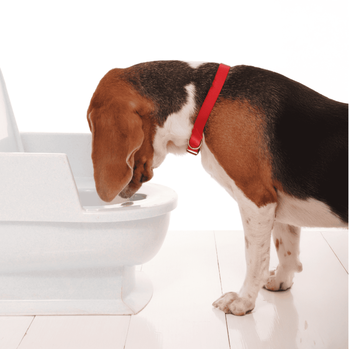Dog drinking from an automatic water dispenser. Easy hydration solution for dogs.