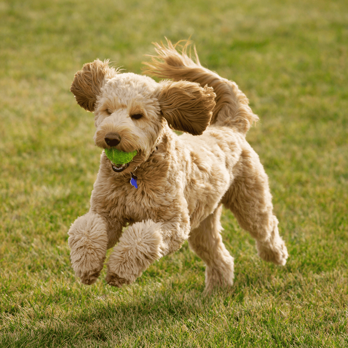 Adorable curly-haired dog running with tennis ball in mouth on green grass.