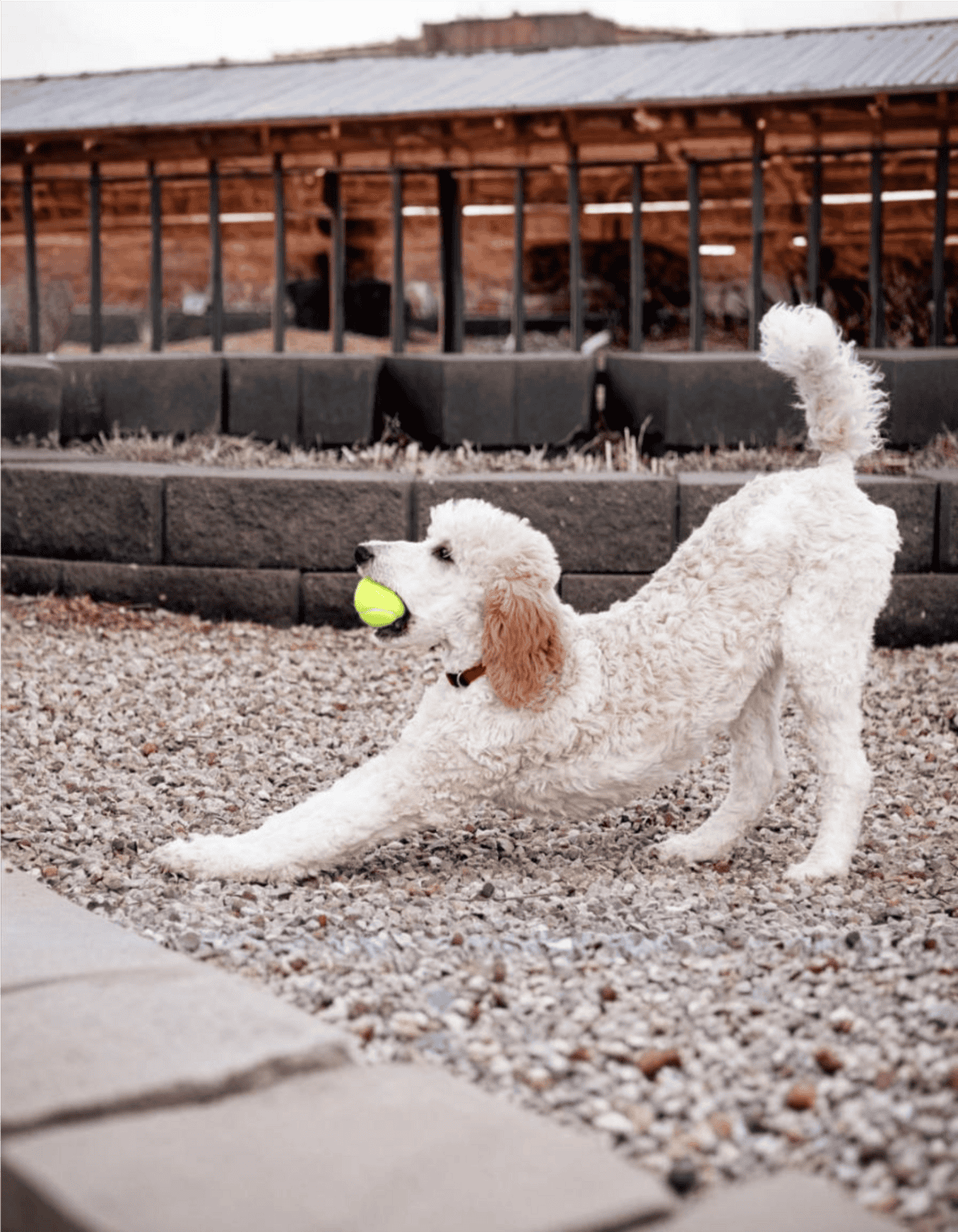 Dog catching tennis ball outdoors, playful dog with white curly fur in gravel yard.