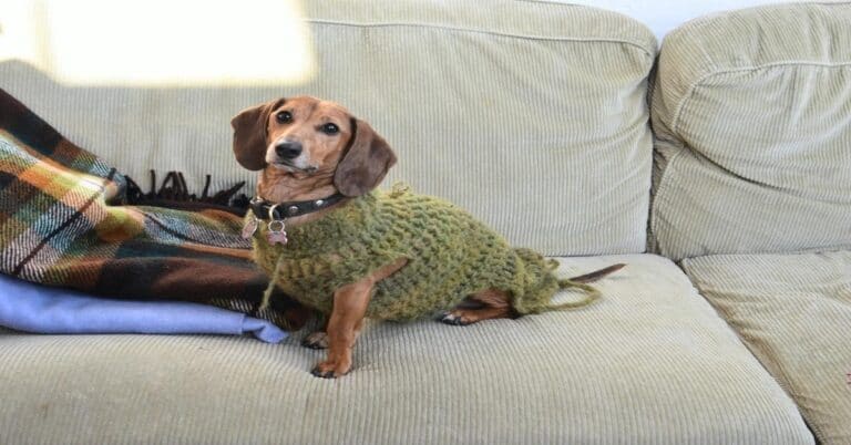 Adorable dog wearing a knitted sweater sitting on a beige couch. Perfect for pet comfort and warmth.