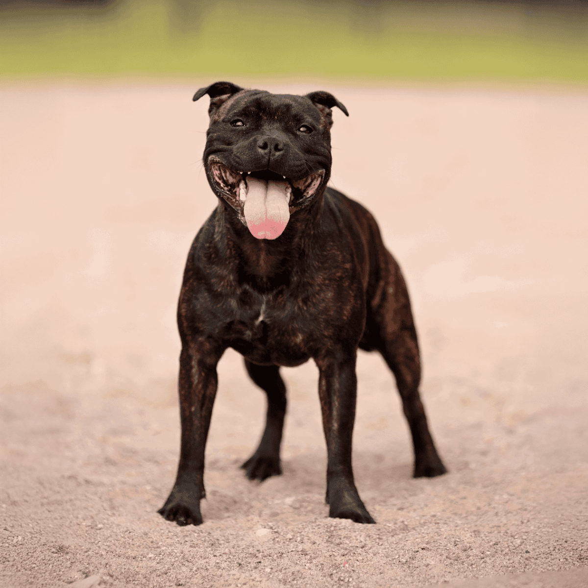 Adorable brindle dog playing on sandy beach with a big smile and tongue out. Perfect for dog lovers and pet care websites.