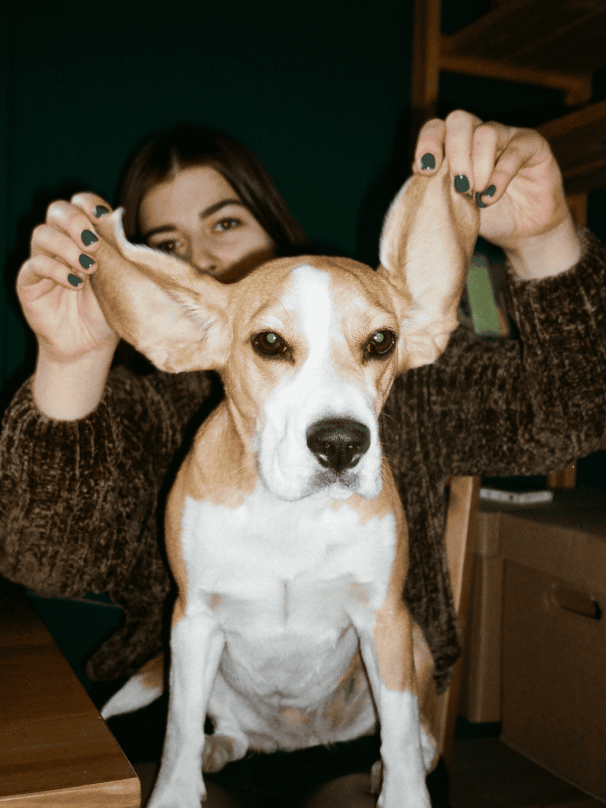 Adorable dog being gently groomed and prepared for training by owner.