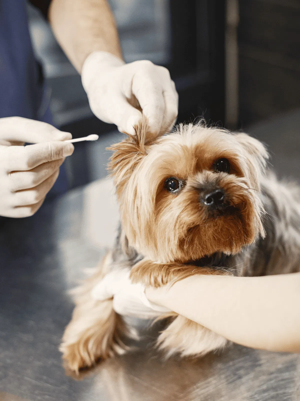 Close-up of dog getting vaccinated by vet, veterinary care for small dog.