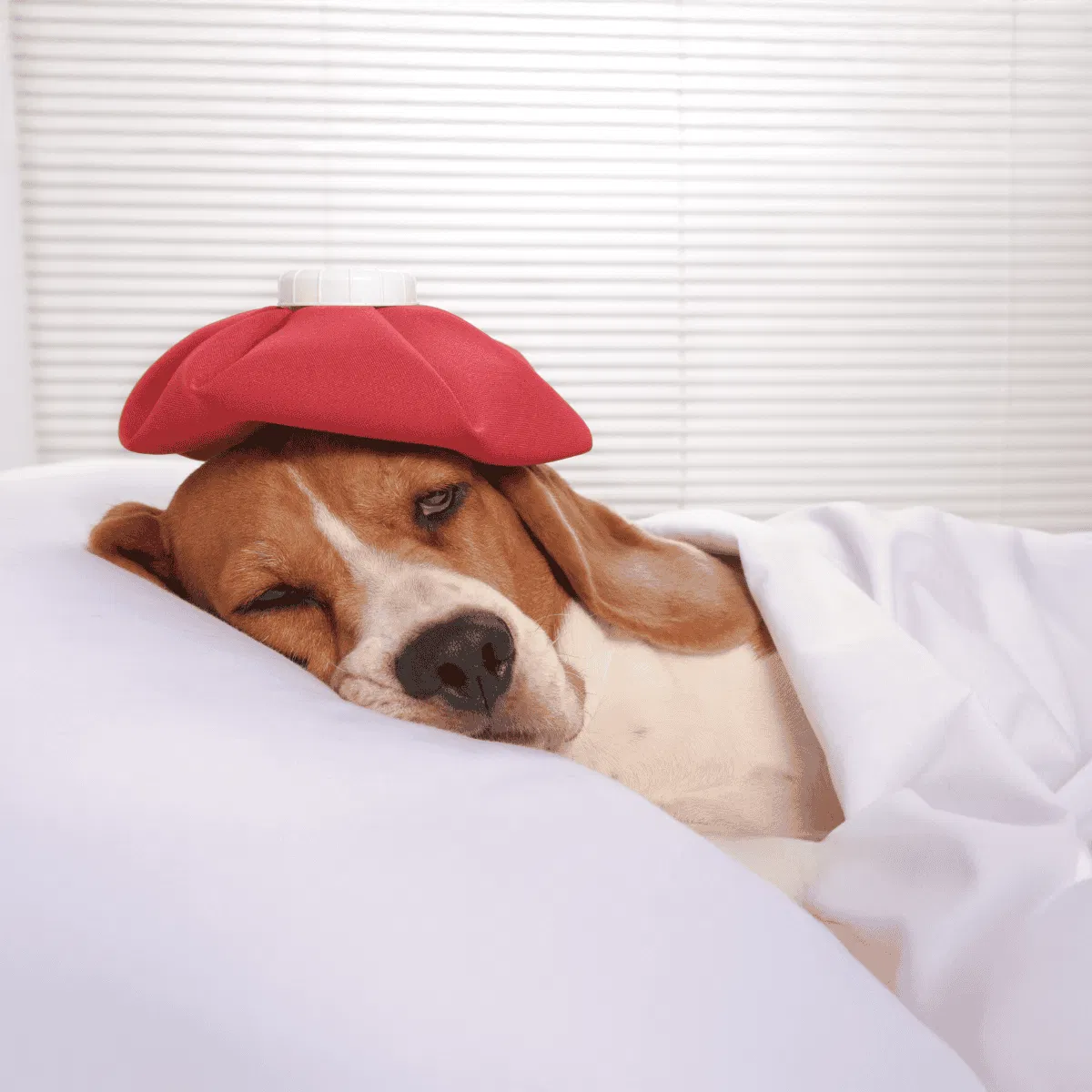 Dog with hot/cold therapy pack on head, resting peacefully.