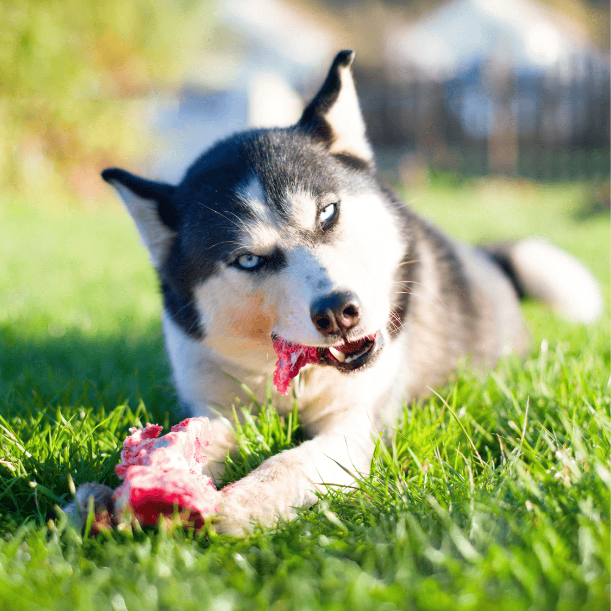 Husky puppy with icy blue eyes playing outdoors, displaying healthy coat and adorable expression.