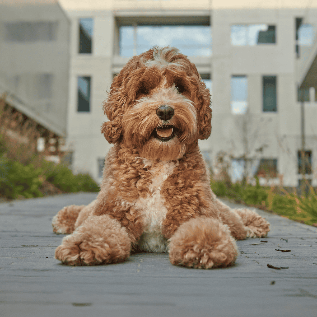 Cute Labradoodle dog lying on wooden deck outside home.